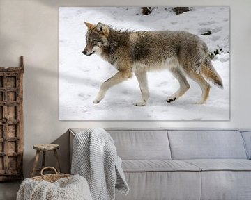 Grey Wolf ( Canis lupus ) in winter van wunderbare Erde