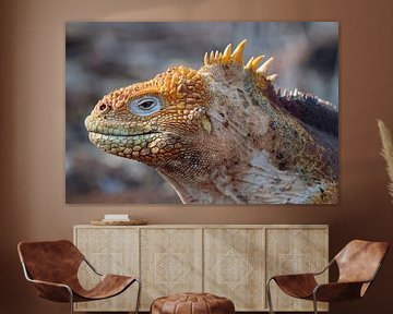 Iguana on Galapagos sur Marieke Funke