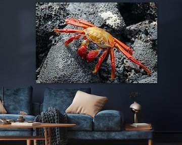 red crab Galapagos by Marieke Funke