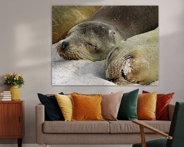 sea lions on the beach of Galapagos by Marieke Funke