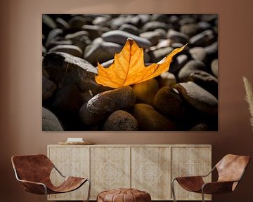 Autumn leaves on stones by Gerhard Nel