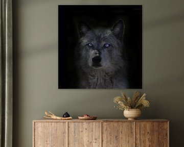 Wolf, Rocky Mountains wolf von Gert Hilbink