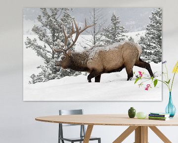 Wapiti ( Cervus canadensis ), amerikanischer Hirsch im Schnee, Yellowstone NP von wunderbare Erde