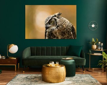 Great Horned Owl / Tiger Owl ( Bubo virginianus ), close-up, head shot sur wunderbare Erde