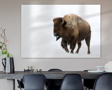 American Bison ( Bison bison ) in winter van wunderbare Erde
