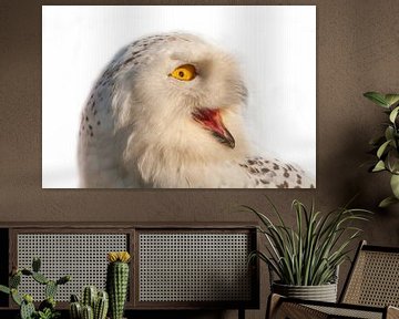 Snowy White Owl, Bubo scandiacus by Gert Hilbink