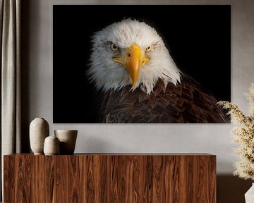 Amerikaanse Bald Eagle van Gert Hilbink