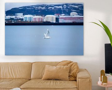 Gull above the bay in Reykjavik by Marcel Alsemgeest