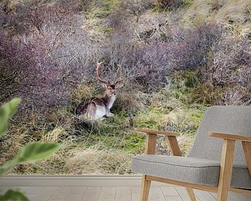 Rustend damhert in duingebied