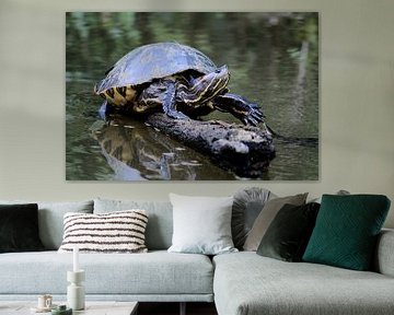 Two turtles and one branch by Berg Photostore