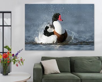 Shelduck  ( Tadorna tadorna ) taking a bath