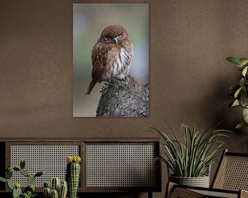 Ferruginous Pygmy Owl ( Glaucidium brasilianum ) looks cute