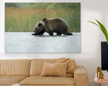 European Brown Bear ( Ursus arctos ) walking through shallow water by wunderbare Erde