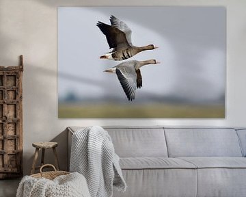 White-fronted Geese * Anser albifrons * in flight van wunderbare Erde