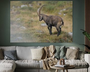 Steinbock * Capra ibex * in den Schweizer Alpen sur wunderbare Erde