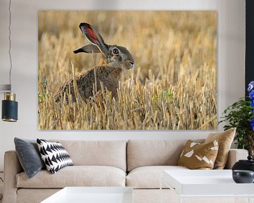 European Hare * Lepus europaeus * sitting in a stubble field van wunderbare Erde