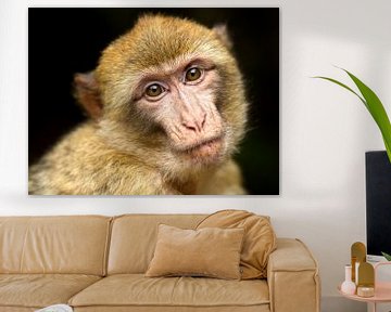 A portrait of a monkey van Dick Besse