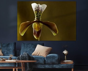 Orchidee foto van een Venusschoentje een mooie orchis by Peter Buijsman