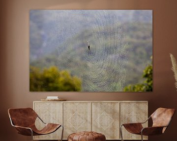 Spin in Kuranda regenwoud, Australië van Kees van Dun
