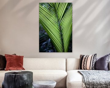 Palmblad na regenbui in Australië van Kees van Dun