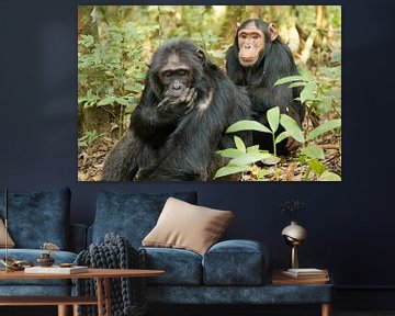 Schimpansen - Chimpanzee van Britta Kärcher