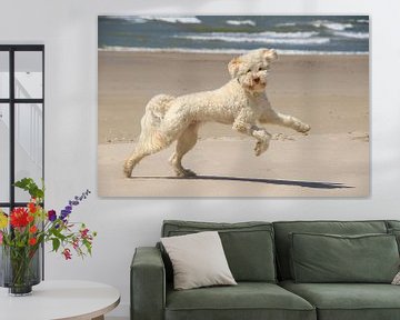 labradoodle hond spelend en rennend op het strand van Peter Buijsman
