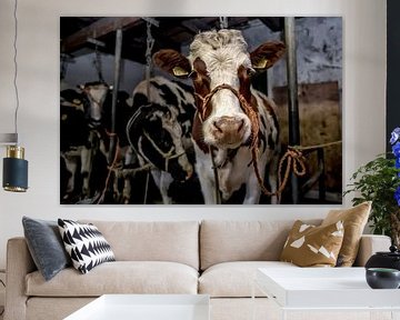 Koeien in oude koeienstal van Inge Jansen