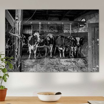 Koeien in oude koeienstal van Inge Jansen