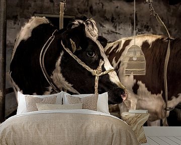 cows in old barn by Inge Jansen