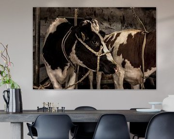 cows in old barn by Inge Jansen
