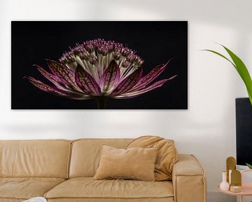 Panorama einer große Sterndolde (lila / rosa Blume) von Marjolijn van den Berg