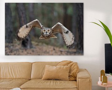 Indian Eagle-Owl ( Bubo bengalensis ) in flight, dynamic frontal shot van wunderbare Erde