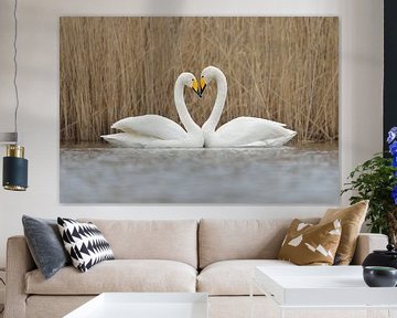 Whooper Swans * Cygnus cygnus *, forming a love heart van wunderbare Erde