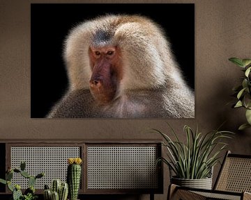 Baboon, hamadryas baboon. by Gert Hilbink