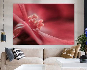 Roze bloem | Begonia | close-up van Marianne Twijnstra