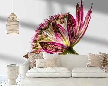 Astrantia Major by Marjolijn van den Berg