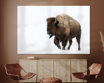 Amerikaanse bizon ( Bison bison ) in de sneeuw, Yellowstone NP van wunderbare Erde