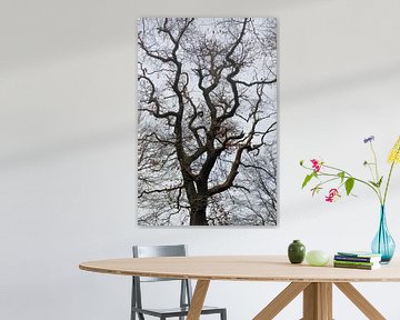 Tree top silhouetthe of a very old oak tree van wunderbare Erde