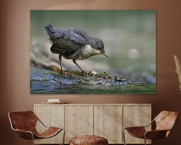 White-throated Dipper ( Cinclus cinclus ), fledged chick, searching for food