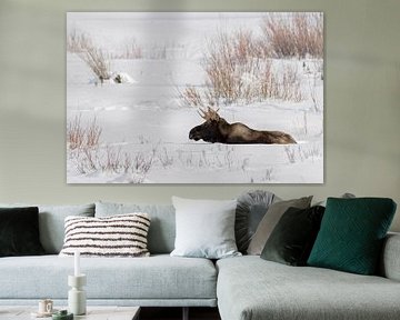 Moose ( Alces alces ) resting in snow van wunderbare Erde