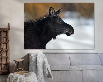 Moose ( Alces alces ), headshot of a calf, Grand Teton NP van wunderbare Erde