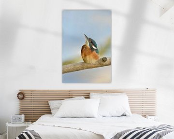 Common Kingfisher ( Alcedo atthis ), young bird van wunderbare Erde