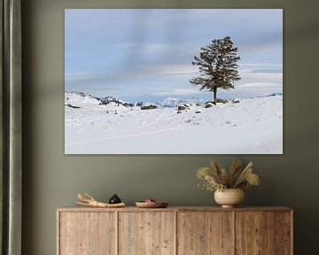 Lonely conifer in winter van wunderbare Erde