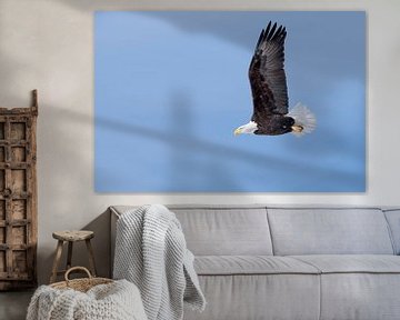 Bald Eagle ( Haliaeetus leucocephalus ), in flight against blue sky van wunderbare Erde