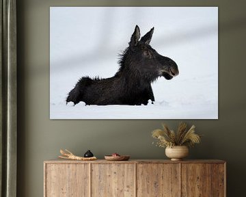 Young Moose ( Alces alces ) in its first winter van wunderbare Erde