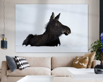 Young Moose ( Alces alces ) in its first winter van wunderbare Erde