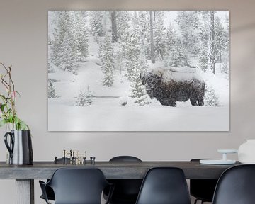 American Bison ( Bison bison ) in heavy snowfall van wunderbare Erde
