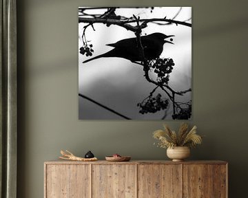 Een merel vangt een besje (silhouet) van Fotografie Jeronimo