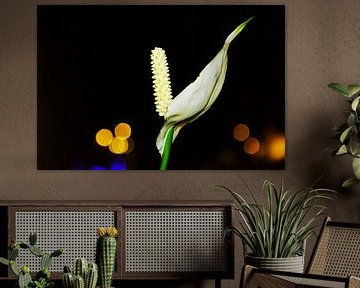 Witte bloem in de donkere nacht