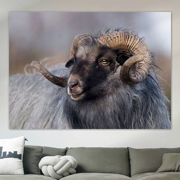 Drents Heideschaap von John Dekker